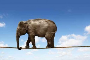 elephant on tightrope