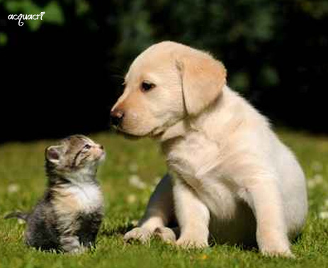 gattino e labrador cuccioli sguardo dolce